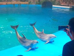 -芜湖新华联大白鲸海洋公园