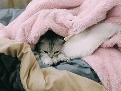 -伟伟宠物医院·瑞派猫友好医院·猫科(光谷店)