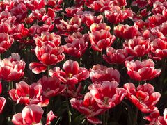 -玄武湖景区-情侣园游乐场