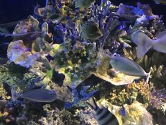 -太平洋海底世界