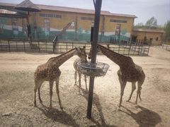 -鄂尔多斯野生动物园