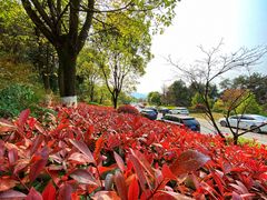 -铁山坪森林公园