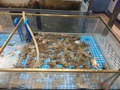 -半岛听涛蒸汽海鲜自助(K11店)