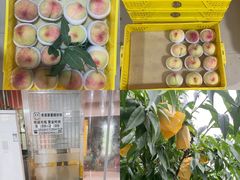 -老袁家蜜桃农场·阳山水蜜桃