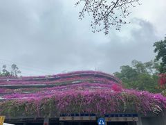 -深圳仙湖植物园