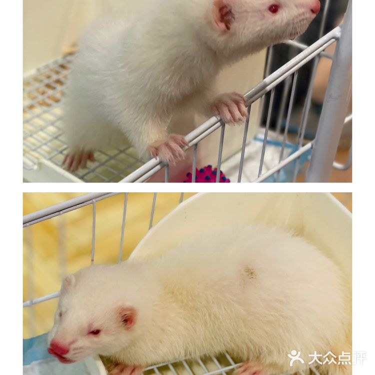 Nice to meet U 安哥拉兔巨兔体验馆