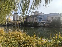 -三里屯东五街银杏大道