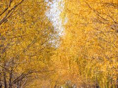 -野鸭湖国家湿地公园