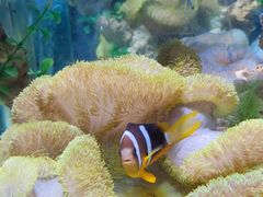 -太平洋海底世界