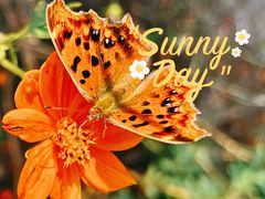 -广富林郊野公园