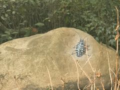 -上海鲜花港