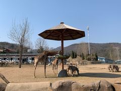 -大连森林动物园