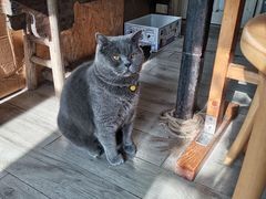 -海边的猫和咖啡馆