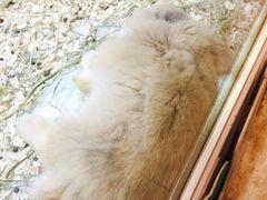 -满记甜品(南京虹悦城三店)