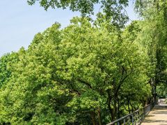 -西湖风景区-江洋畈生态公园