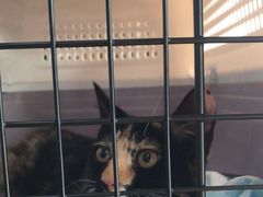 -美联众合宠物医院·爱萌分院·内外科·猫科中心