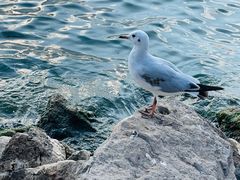 -大理洱海