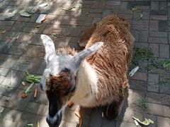 -长白岛森林公园