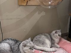 -有猫咖啡umeow coffee