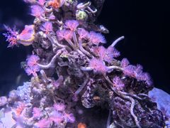 -新加坡海洋生态馆