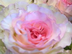 -爱尚幸福鲜花(上地实体店)