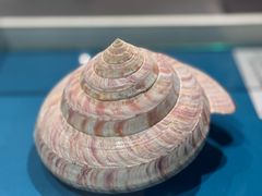 -青岛贝壳博物馆