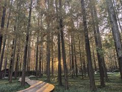 -黄海国家森林公园