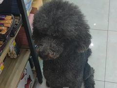 -翊宠yipet猫狗购宠庄园犬舍•猫舍