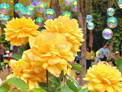 -人民公园(罗湖区)