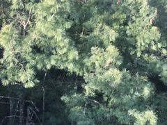 -苍山感通索道