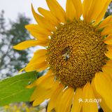 成都市区小众景点，向日葵花海。