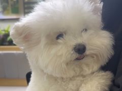 -美联众合动物医院·24h转诊中心