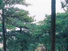 -天目山大树王景区