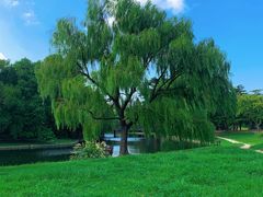 -上海共青森林公园