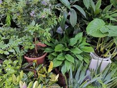 -循礼门鲜花花市(武汉循礼门店)