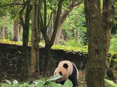 -都江堰中华大熊猫苑