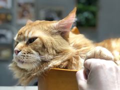 -藏猫猫咖啡主题馆(中央大道店)