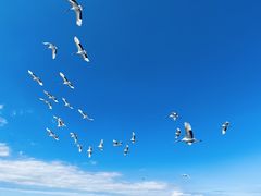 -黑龙江扎龙生态旅游区