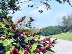 -上海共青森林公园