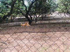 -满記土窑烧鷄波浪山莊