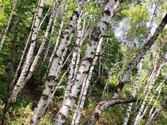 -白草畔自然风景区