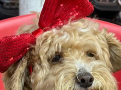 -老王烤鸡腿(高岭小区店)