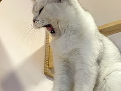 -猫咪派对(江南西店)