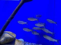 -上海海洋水族馆