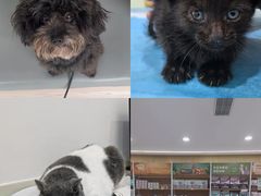 -艾贝尔宠物医院·24H转诊中心·肿瘤猫专科(江宁双龙店)