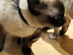 -藏猫猫咖啡主题馆(中央大道店)