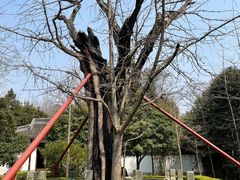 -上海佘山国家森林公园天马山园