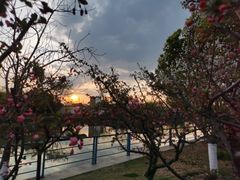 -高东镇樱花园