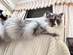 -瑞鹏宠物医院·猫科·宠保定点(梅溪湖分院)