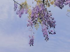 -嘉定紫藤园